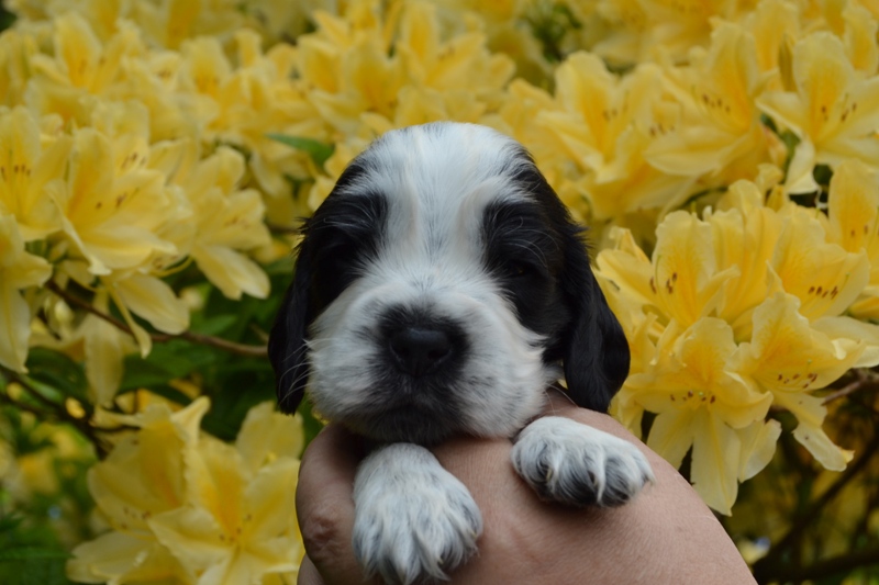 5a - pejsek vínová.JPG